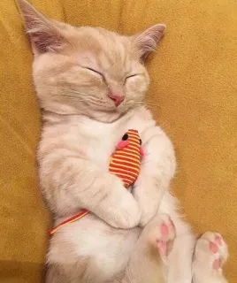🐱 gato, gatinho, dormindo, brinquedo de rato, animal de estimação, fofo, animal whatsapp sticker