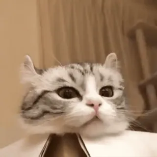 🥡 chat, animal, animal de compagnie, chaton, mignon, animal domestique telegram sticker
