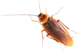 🤬 cockroach, insect, pest, bug, animal, wildlife whatsapp sticker