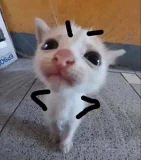 🤩 cat, kitten, cute, animal, pet, feline telegram sticker