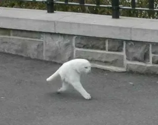 🐈 cat, white cat, walking cat, animal, funny telegram sticker