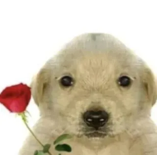 🌹 puppy telegram sticker