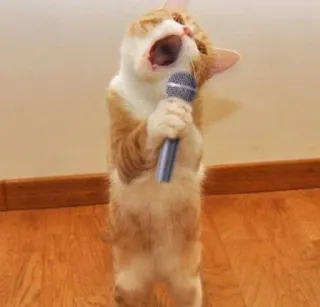 🙀 кот, микрофон, пение, караоке, животное, выступление whatsapp sticker