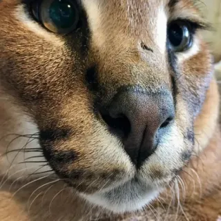 😐 каракал, кот, флоппа, животное, дикий кот telegram sticker