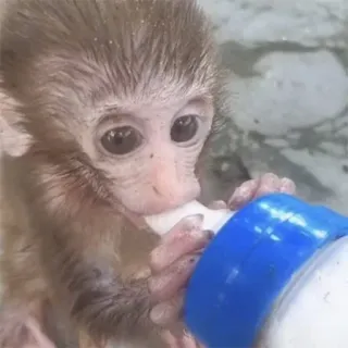 🥛 singe, bébé singe, animal, mammifère, primate, allaitement au biberon, mignon telegram sticker