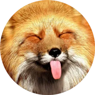 😝 лиса, животное, милый, язык, смешной, стикер whatsapp sticker