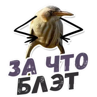 😱 ЗА ЧТО БЛЭТ bird, funny, sticker, text, offensive whatsapp sticker