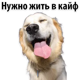 😆 Нужно жить в кайф dog, happy, golden retriever, text, russian, quote, animal, positive telegram sticker