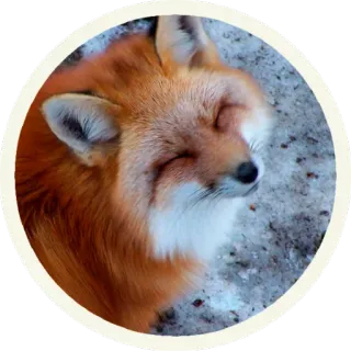 ☺️ vos, dier, wildlife, natuur, schattig, portret telegram sticker