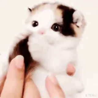 🐱 gatto, gattino, carino, animale, animale domestico, calico, piccolo, adorabile telegram sticker