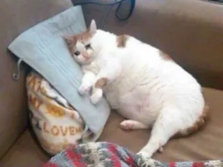 😢 LOVE кот, подушка, грустный, животное, питомец, мем telegram sticker