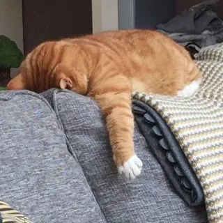 😾 猫, 睡眠, 茶トラ, ペット, ペット, ソファ, 怠惰 telegram sticker