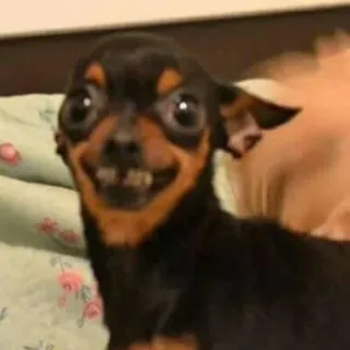 😁 perro, gracioso, meme, animal, mascota, lindo, raro telegram sticker