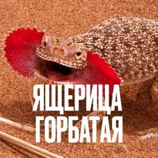 🦎 ЯЩЕРИЦА
ГОРБАТАЯ ящерица, животное, рептилия, природа, дикая природа telegram sticker