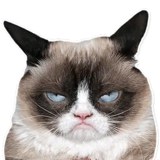 cats whatsapp stickers
