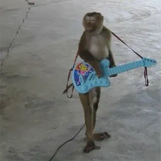🎸 singe, guitare, animal, musique, primate, drôle telegram sticker