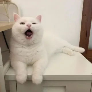 🤍 gatto, gatto bianco, sbadiglio, animale, gatto domestico telegram sticker