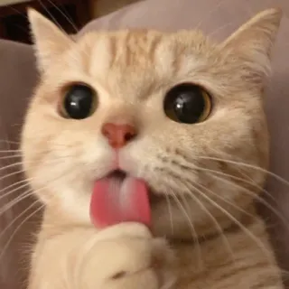 🐱 кот, животное, питомец, язык, милый, лижет telegram sticker