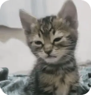 🐈 mèo, mèo con, động vật, thú cưng, dễ thương, mèo telegram sticker