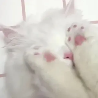 😣 猫, 白猫, 動物, かわいい, ペット, 子猫 telegram sticker
