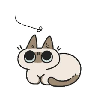😐 chat, animal, siamois, animal de compagnie, autocollant, mignon, chaton whatsapp sticker
