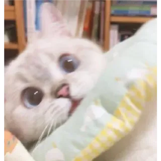 🎀 고양이, 흰 고양이, 귀여운, 동물, 애완동물, 파란 눈, 새끼 고양이 whatsapp sticker