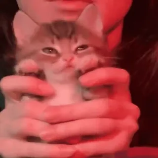 😒 котёнок, кошка, питомец, животное, милый, пушистый telegram sticker