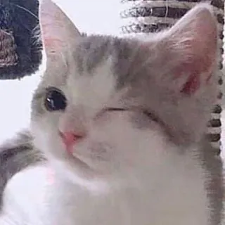 😉 chat, animal de compagnie, animal, mignon, clin d'oeil, chaton telegram sticker