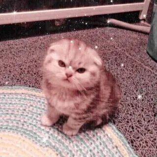 🤨 кот, котенок, милый, домашнее животное, кошачий, питомец telegram sticker