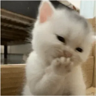 😀 gato, gatito, lindo, pensando, adorable, animal whatsapp sticker