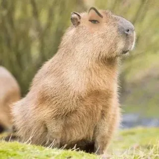 🤨 kapibara, zwierzę, gryzoń, słodki telegram sticker