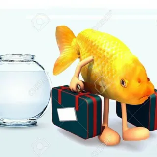 😐 pesce rosso, valigia, antropomorfo, pesce, viaggio telegram sticker