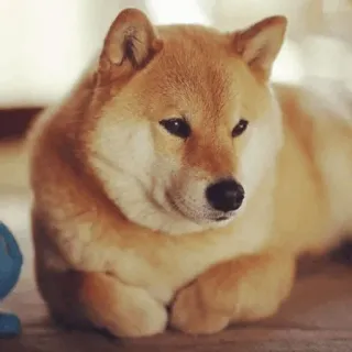 🐕 Shiba Inu, perro, mascota, animal, lindo, doméstico whatsapp sticker