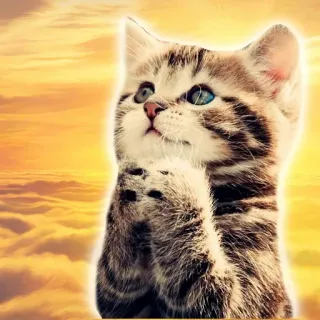 🙏 kot, kociak, modlitwa, niebo, chmury, słodki, uroczy telegram sticker