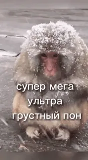 🐵 супер мега ультра грустный пон Affe, Schnee, Traurig, Tier, Süß telegram sticker