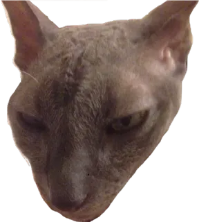😒 cat, pet, animal, sphynx, domestic animal telegram sticker