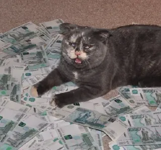 💵 cat, money, rubles, russian currency, wealth, animal, pet telegram sticker