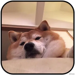 👀 dog, shiba inu, pet, animal, lazy, sleepy telegram sticker