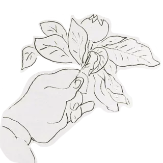 💐 มือ, ดอกไม้, ภาพวาด, ภาพสเก็ตช์, ธรรมชาติ, ลายดอกไม้, ใบไม้ telegram sticker