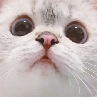 🌷 猫, 可爱, 动物, 小猫, 宠物, 哺乳动物 telegram sticker
