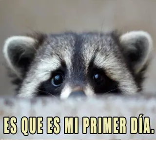 😔 ES QUE ES MI PRIMER DÍA. rakun, binatang, hari pertama, imut, meme whatsapp sticker