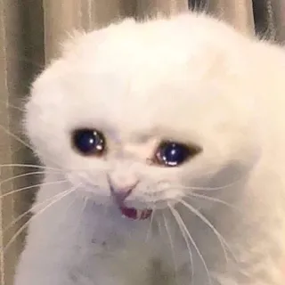 😭 猫, 哭, 伤心, 表情包, 动物, 宠物 telegram sticker