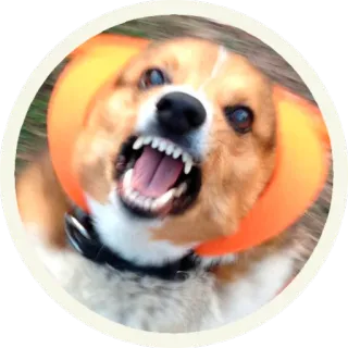 😡 собака, злой, корги, зубы, ошейник whatsapp sticker