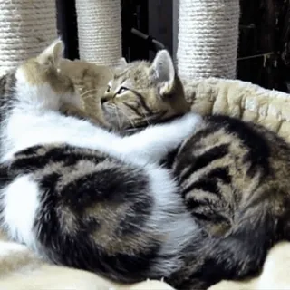 😽 chats, chatons, animaux, animaux de compagnie, mignon, dormir telegram sticker