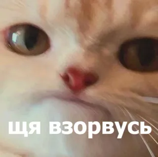 😣 ЩЯ ВЗОРВУСЬ แมว, มีม, ข้อความ, ยูเครน, สัตว์ telegram sticker