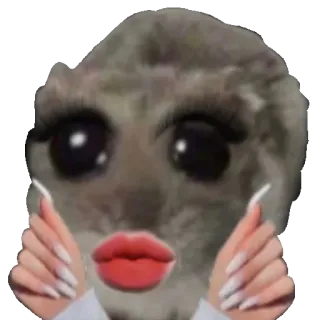 💅 웃긴, 동물, 메이크업, 밈, 햄스터, 스티커 whatsapp sticker