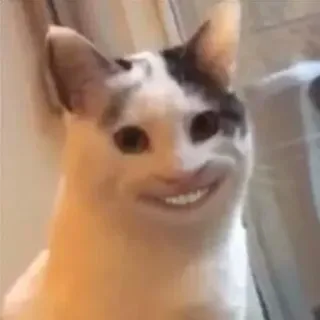 😁 kot, uśmiechnięty, mem, śmieszne, zwierzę, zwierzę domowe telegram sticker