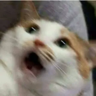 😨 gato, engraçado, chocado, meme, animal, fofo whatsapp sticker