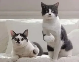 🎃 gato, joinha, animal, animal doméstico, felino, mamífero whatsapp sticker