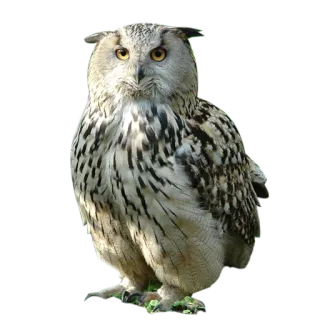 😤 owl, bird, wildlife, nature, eagle owl telegram sticker